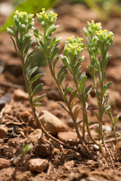 Alyssum alyssoides (L.) L.