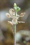 Alyssum alyssoides (L.) L.