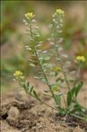 Alyssum alyssoides (L.) L.