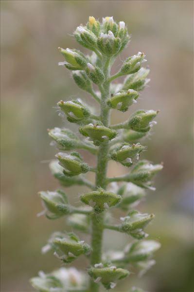 Alyssum alyssoides (L.) L.