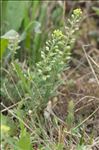 Alyssum alyssoides (L.) L.