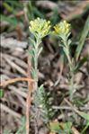 Alyssum alyssoides (L.) L.