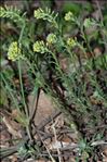 Alyssum alyssoides (L.) L.