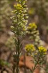 Alyssum alyssoides (L.) L.