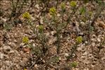 Alyssum alyssoides (L.) L.