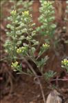 Alyssum alyssoides (L.) L.