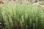 Alyssum alyssoides (L.) L.