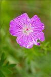 Geranium sanguineum L. var. sanguineum