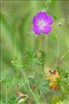 Geranium sanguineum L. var. sanguineum