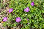 Geranium sanguineum L.