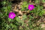 Geranium sanguineum L. var. sanguineum