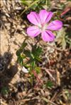 Geranium sanguineum L. var. sanguineum