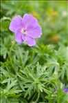 Geranium sanguineum L. var. sanguineum