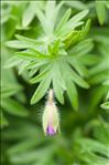 Geranium sanguineum L. var. sanguineum