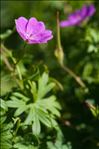 Geranium sanguineum L.