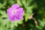 Geranium sanguineum L. var. sanguineum