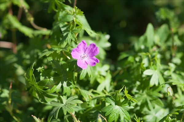 Geranium sanguineum L.