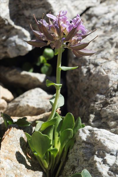 Noccaea corymbosa (J.Gay) F.K.Mey.