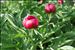 Paeonia officinalis L.