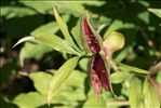 Paeonia officinalis L. subsp. officinalis