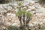 Phagnalon rupestre subsp. illyricum (H.Lindb.) Ginzb.