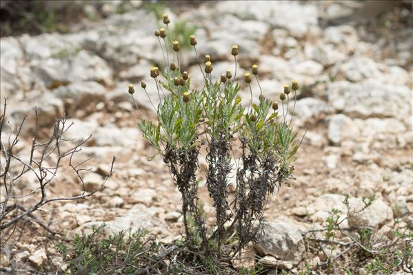 Phagnalon rupestre subsp. illyricum (H.Lindb.) Ginzb.