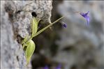 Pinguicula longifolia Ramond ex DC.