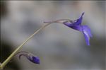 Pinguicula longifolia subsp. caussensis Casper