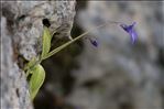 Pinguicula longifolia Ramond ex DC.