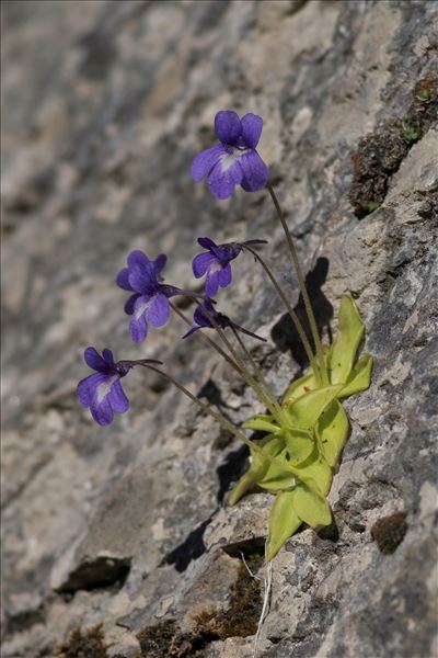 Pinguicula longifolia subsp. caussensis Casper