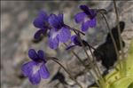 Pinguicula longifolia Ramond ex DC.