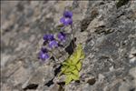 Pinguicula longifolia subsp. caussensis Casper