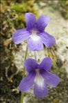 Pinguicula longifolia Ramond ex DC.