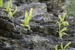 Pinguicula longifolia Ramond ex DC.