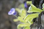 Pinguicula longifolia Ramond ex DC. subsp. longifolia