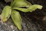 Pinguicula longifolia Ramond ex DC.
