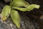 Pinguicula longifolia Ramond ex DC. subsp. longifolia