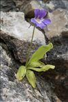 Pinguicula longifolia Ramond ex DC. subsp. longifolia