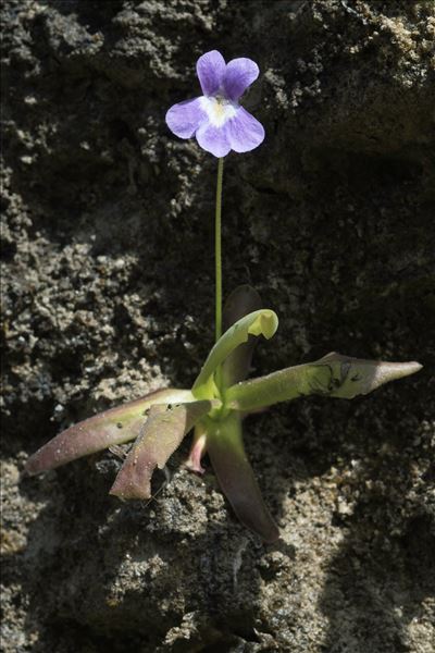 Pinguicula longifolia Ramond ex DC.