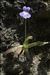 Pinguicula longifolia Ramond ex DC. subsp. longifolia