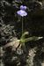 Pinguicula longifolia Ramond ex DC.