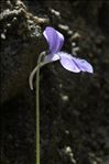 Pinguicula longifolia Ramond ex DC.