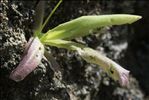 Pinguicula longifolia Ramond ex DC. subsp. longifolia