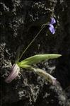 Pinguicula longifolia Ramond ex DC. subsp. longifolia