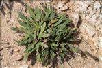 Plantago coronopus subsp. humilis (Guss.) Gamisans