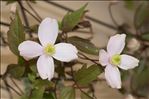 Clematis montana Buch.-Ham. ex DC.