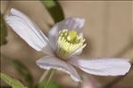 Clematis montana Buch.-Ham. ex DC.