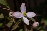 Clematis montana Buch.-Ham. ex DC.