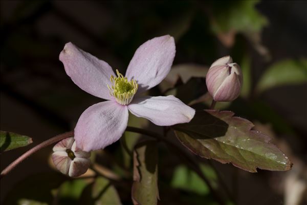 Clematis montana Buch.-Ham. ex DC.