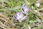 Romulea revelierei Jord. & Fourr.
